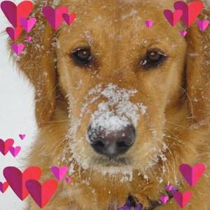 Meet your Posher, Betsy